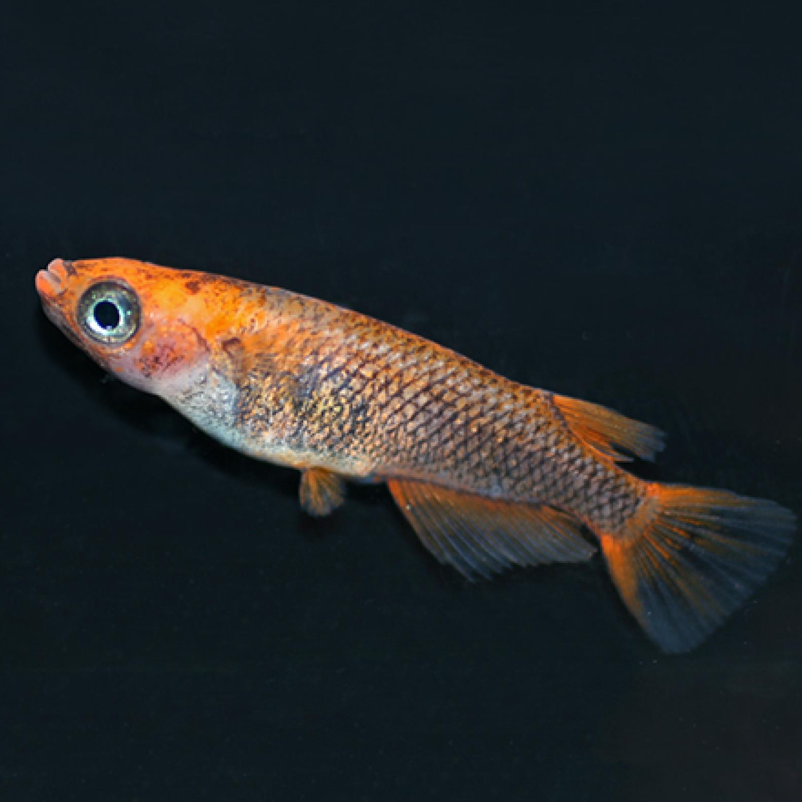 五式メダカ 漆黒タイプ